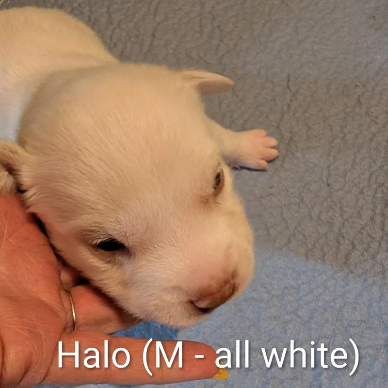 A baby medium-sized male Yellow / Tan / Blond / Fawn Mixed Breed dog named Halo for adoption in Chicago, IL