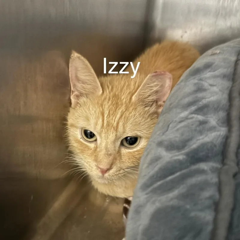 Izzy