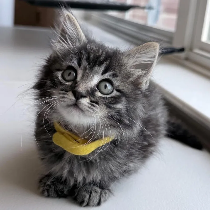 A baby small-sized male Brown / Chocolate Domestic Short Hair cat named Rory for adoption in Franklin, TN