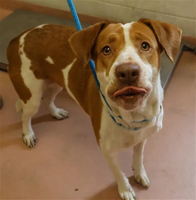 An adult large-sized female Mixed Breed dog named Mochi for adoption in Columbia, SC