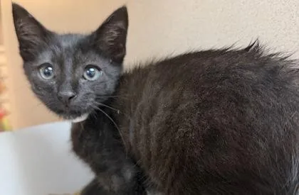 A baby small-sized female Domestic Short Hair cat named A Nuit for adoption in North Charleston, SC