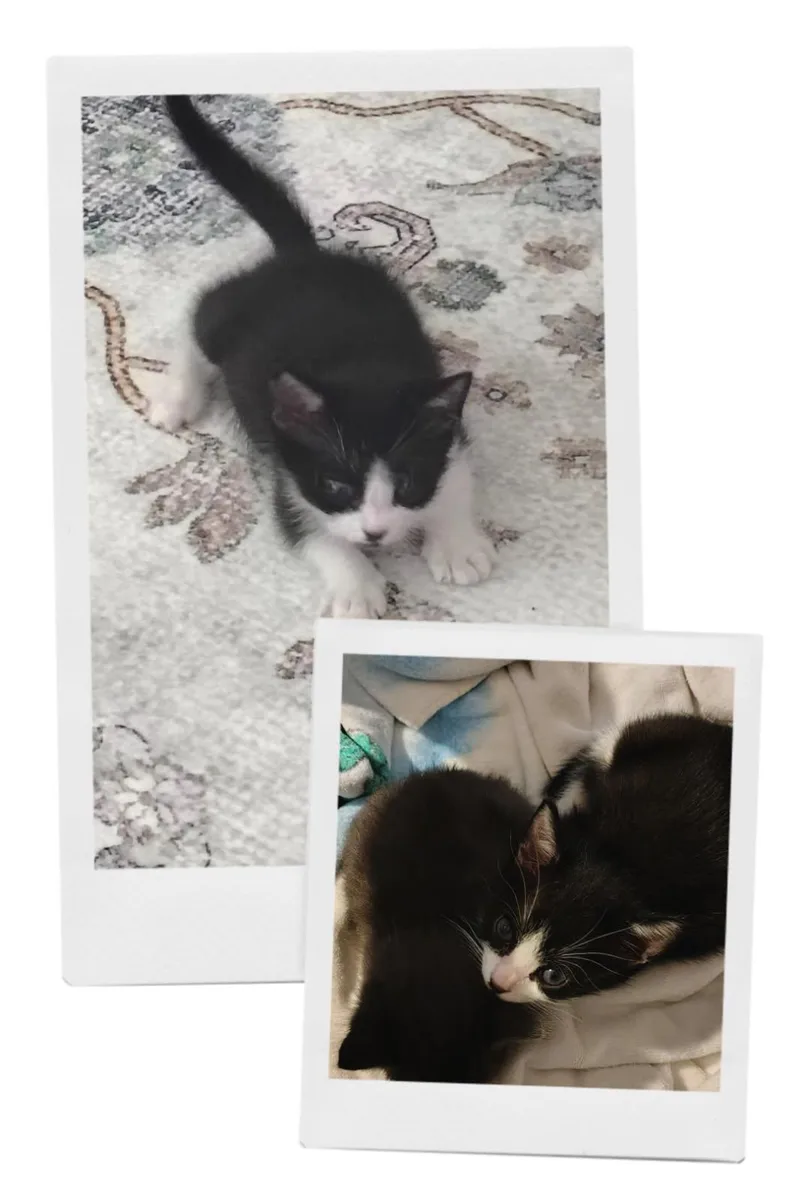 A baby medium-sized male Black & White / Tuxedo Domestic Short Hair cat named Elvis for adoption in Terrell, TX