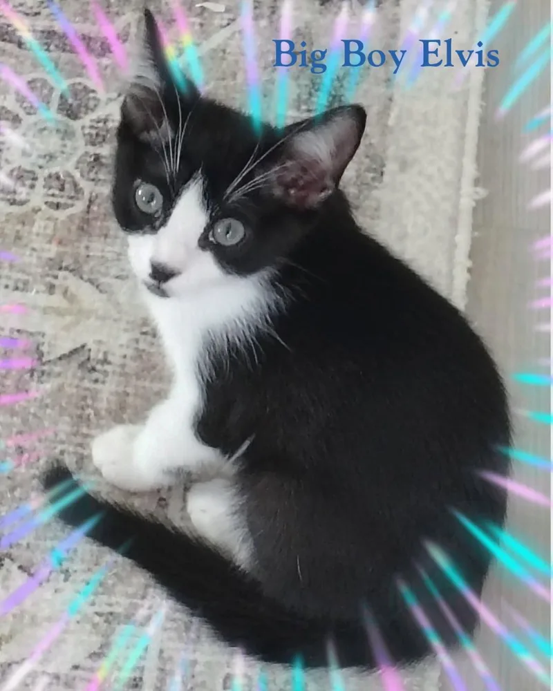 Elvis thumbnail 2