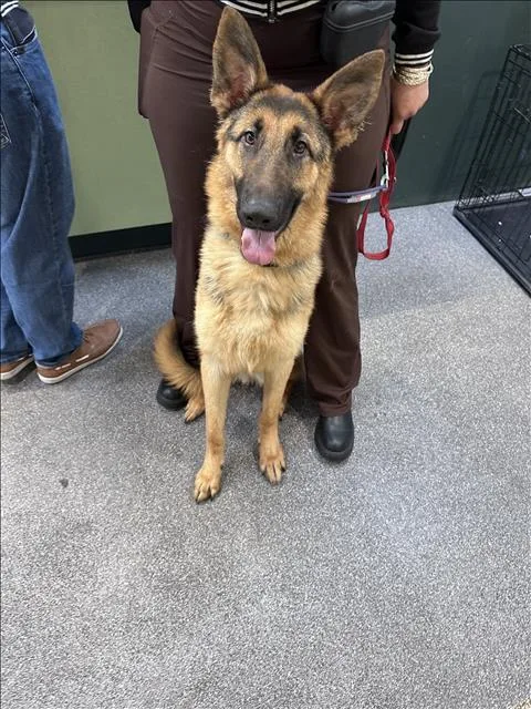 A young small-sized male German Shepherd Dog dog named Mitchell for adoption in Los Angeles, CA