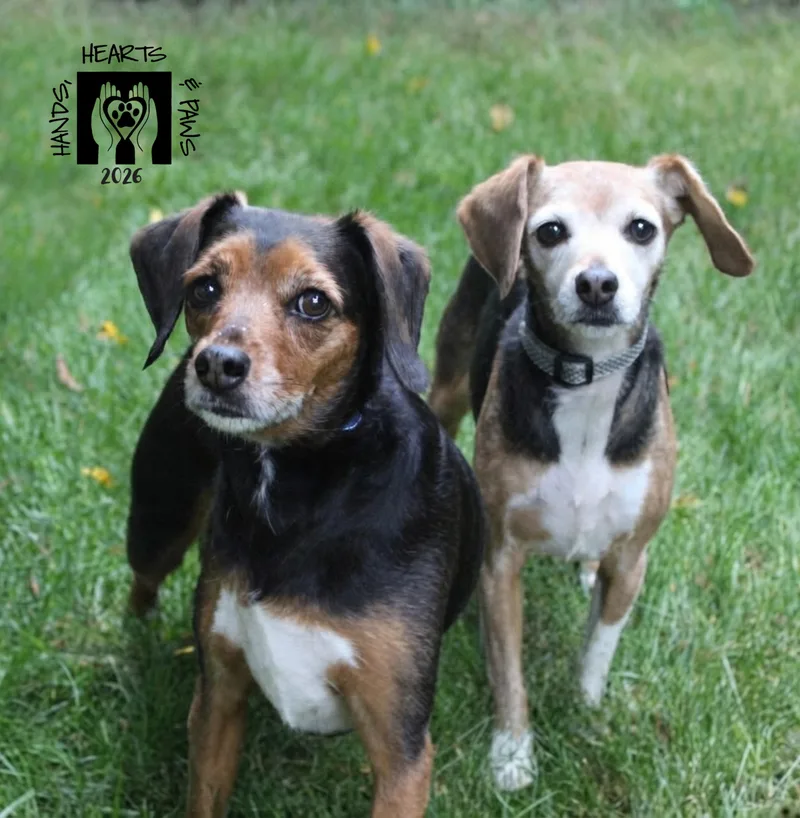 An adult small-sized female Black Beagle dog named Paige & Whinnie for adoption in Omaha, NE