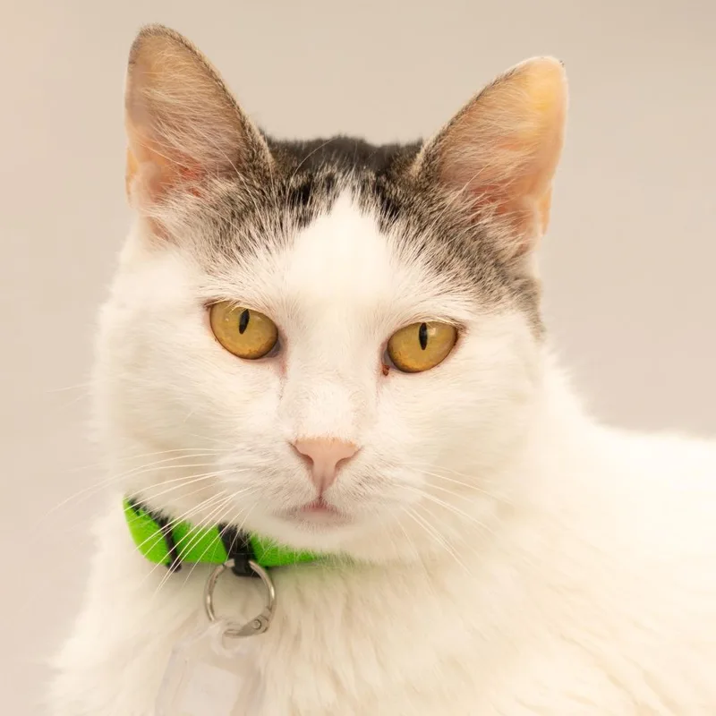 A young medium-sized female White Domestic Short Hair cat named Mary for adoption in Lakewood, CO