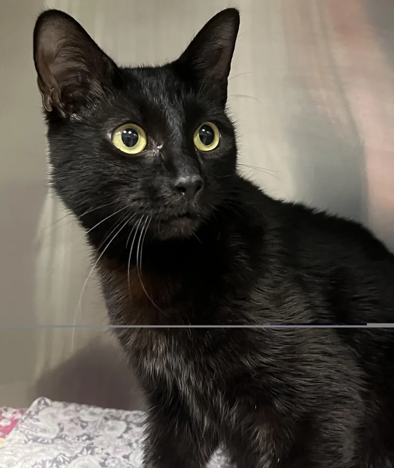 A young medium-sized female Black Domestic Short Hair cat named Maxie for adoption in Johnston, RI