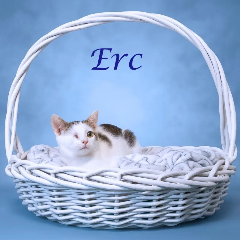 A baby small-sized male White Domestic Short Hair cat named Erc C for adoption in Lebanon, TN