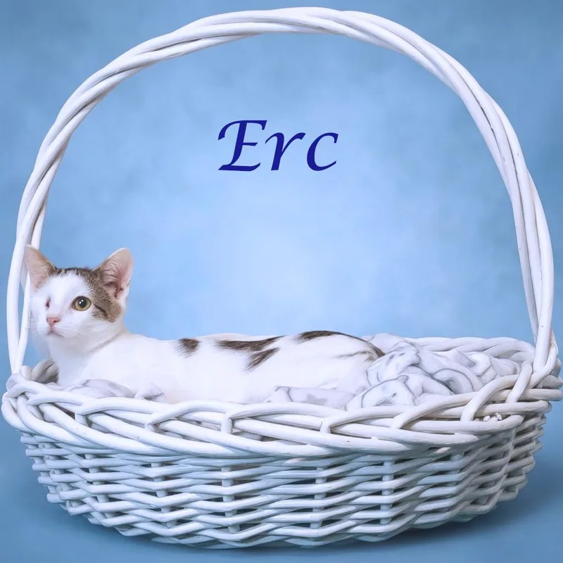 Erc C thumbnail 2