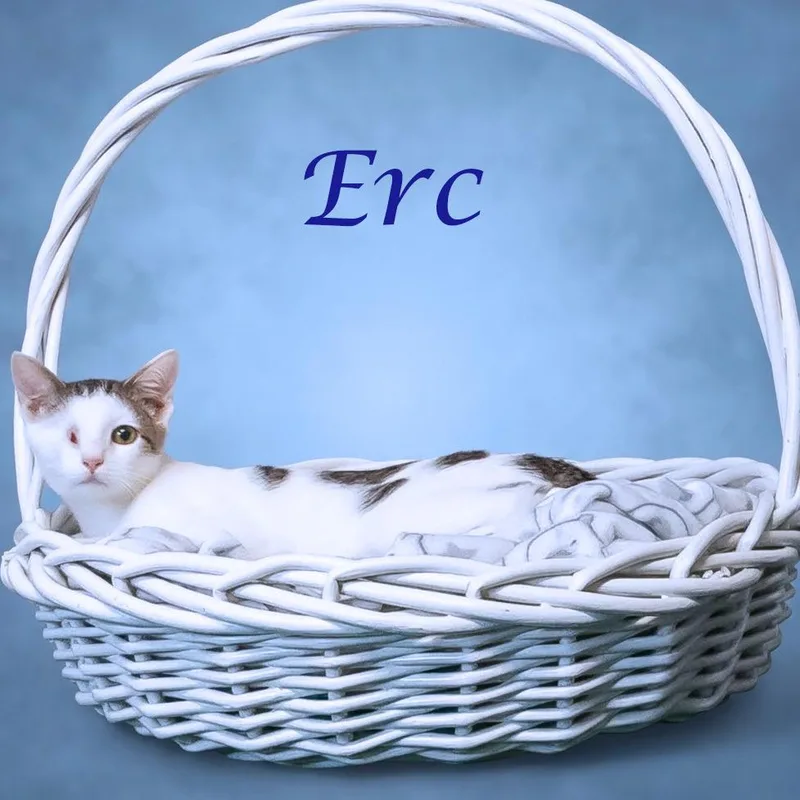 Erc C thumbnail 3