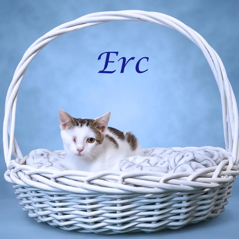 Erc C thumbnail 4