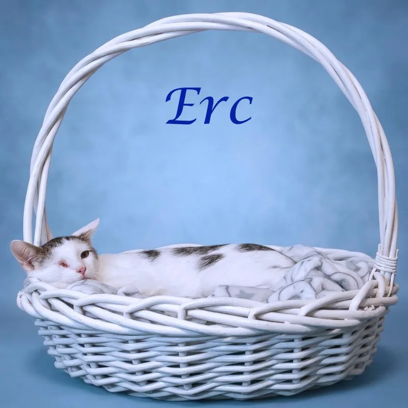 Erc C thumbnail 5