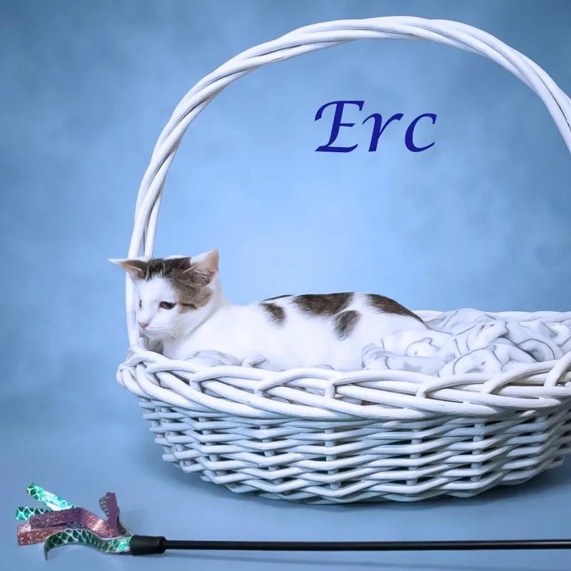 Erc C thumbnail 6