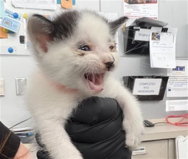 A baby medium-sized male Domestic Short Hair cat named Admiral for adoption in Dallas, TX