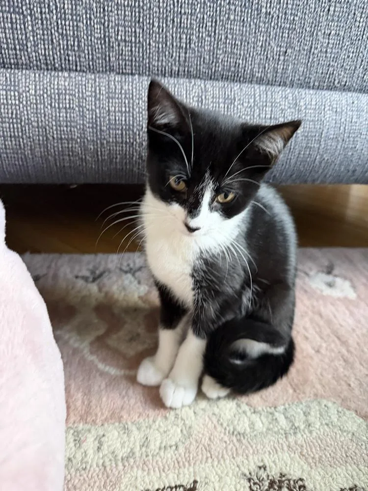 A young medium-sized male Black & White / Tuxedo Domestic Short Hair cat named Cuddles for adoption in North Brunswick, NJ