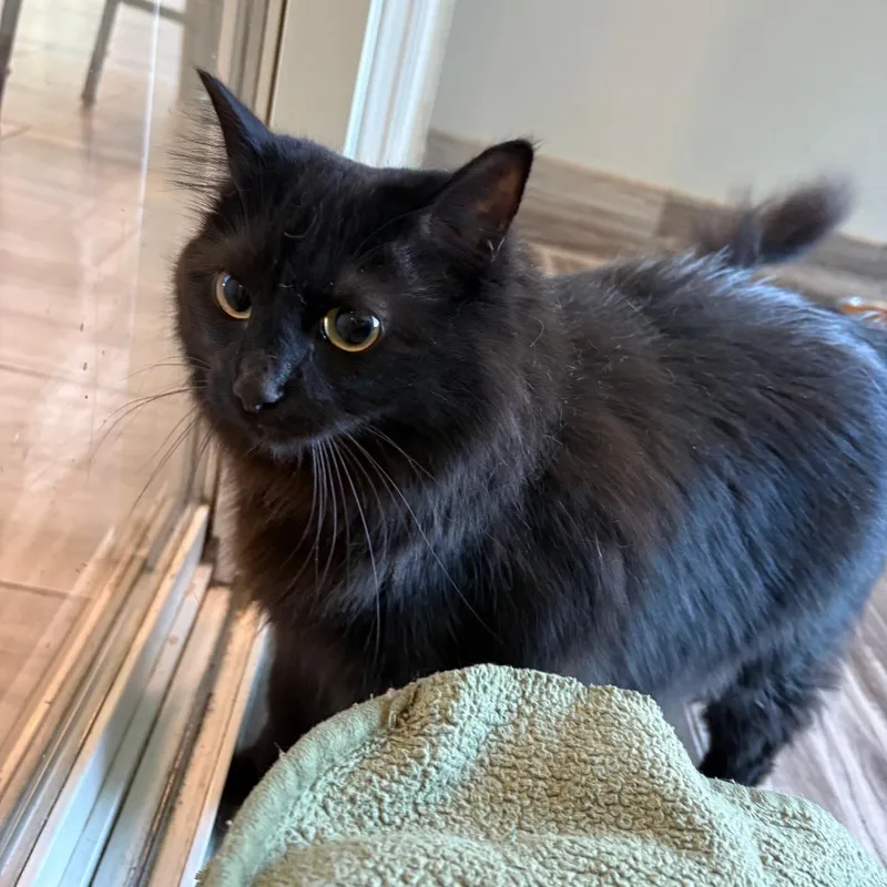 An adult small-sized female Domestic Long Hair cat named PomPom for adoption in West Des Moines, IA