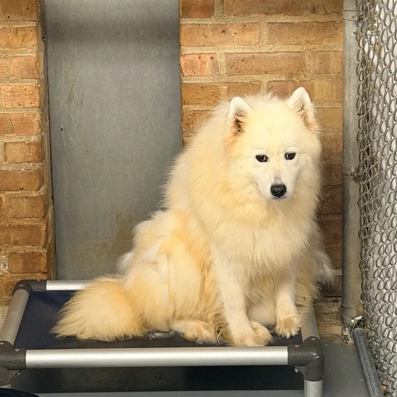 An adult medium-sized female White / Cream Samoyed dog named Custom Built for adoption in Northbrook, IL