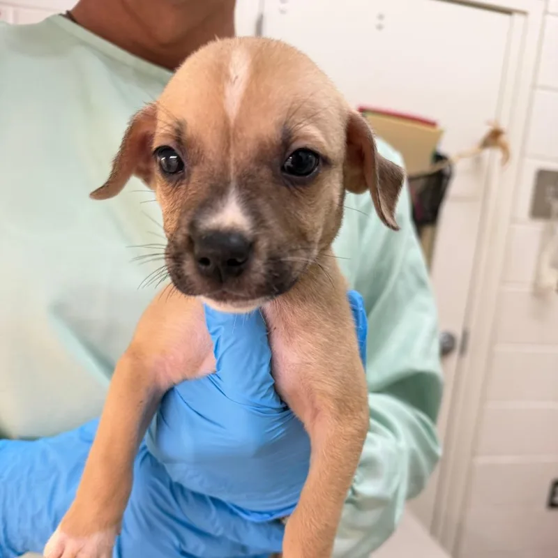 A baby small-sized male Yellow / Tan / Blond / Fawn Mixed Breed dog named Echo for adoption in Auburn, AL