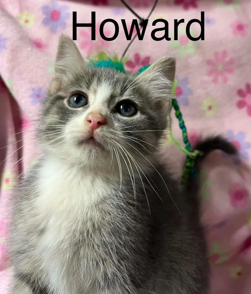 Howard
