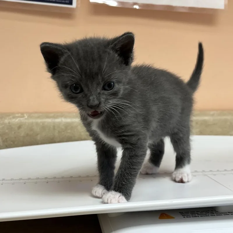 A baby small-sized male Domestic Short Hair cat named Willow for adoption in Hamilton, GA
