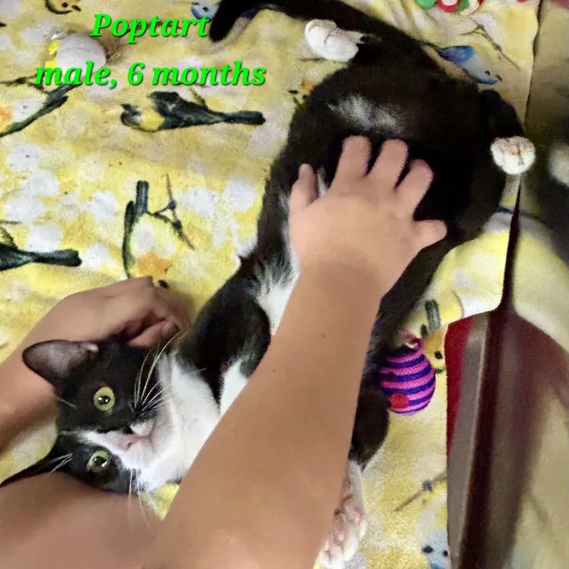 A young medium-sized male Black Domestic Short Hair cat named Poptart for adoption in Hamburg, NY