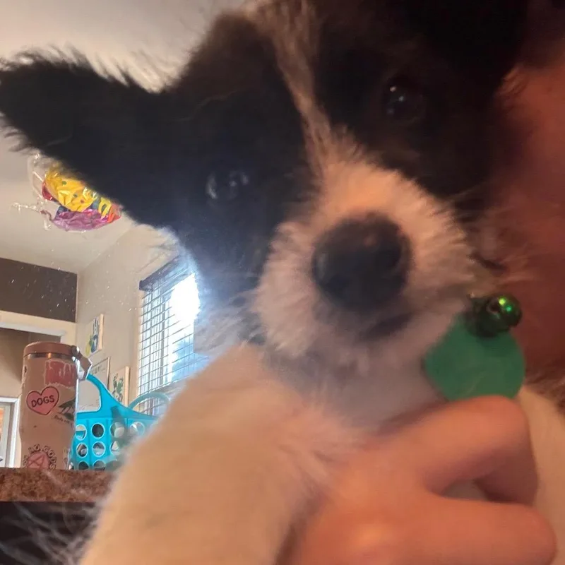 A baby small-sized female White / Cream Mixed Breed dog named Belly for adoption in Buffalo, MN