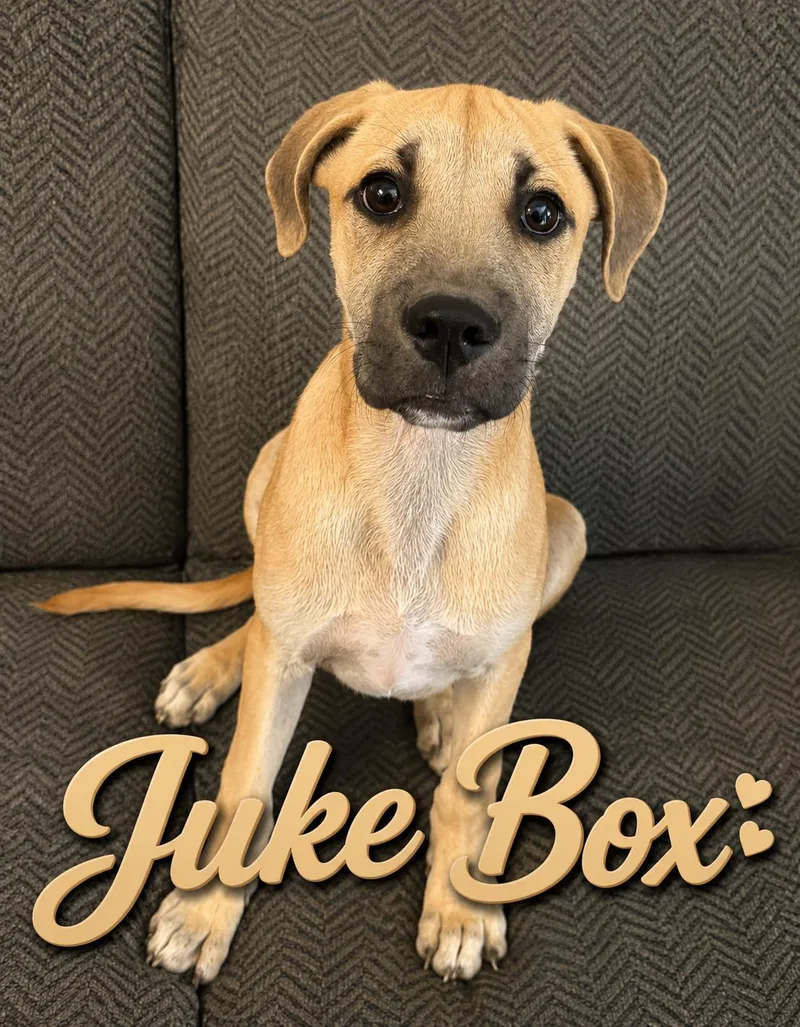 A baby medium-sized male Golden Shepherd dog named Juke Box for adoption in Hop Bottom, PA