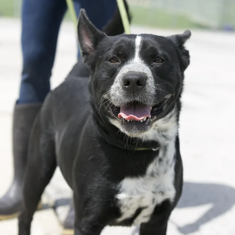 An adult medium-sized male Gray / Blue / Silver Australian Cattle Dog / Blue Heeler dog named Lucky for adoption in Mount Sterling, KY
