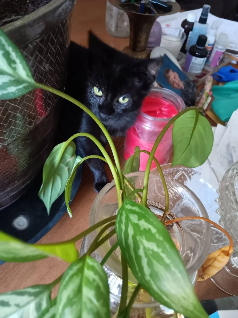 A baby medium-sized female American Shorthair cat named Treat for adoption in Cottonwood, CA