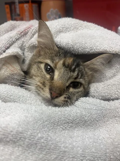 A young small-sized female Domestic Medium Hair cat named Tinkatink for adoption in Indianapolis, IN