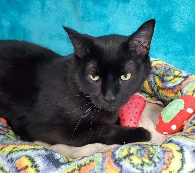 A senior large-sized male Black Domestic Short Hair cat named Glory for adoption in Greenville, IL