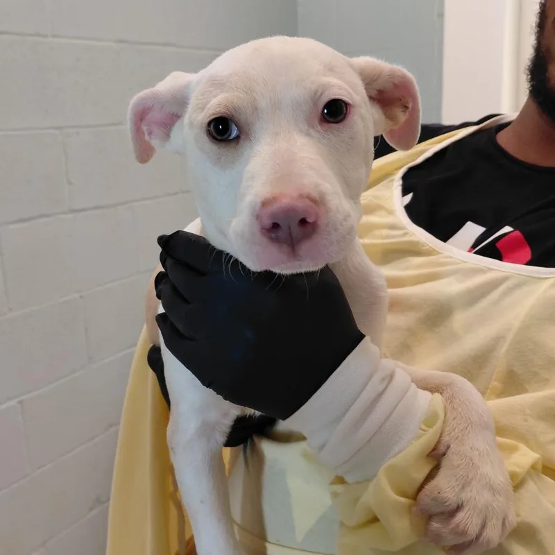 A baby medium-sized male White / Cream American Bulldog dog named Speck for adoption in LOXAHATCHEE, FL