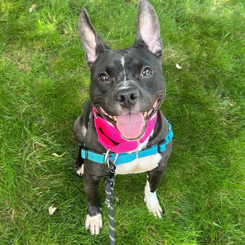 An adult medium-sized female Black Mixed Breed dog named Clove for adoption in Hinsdale, IL