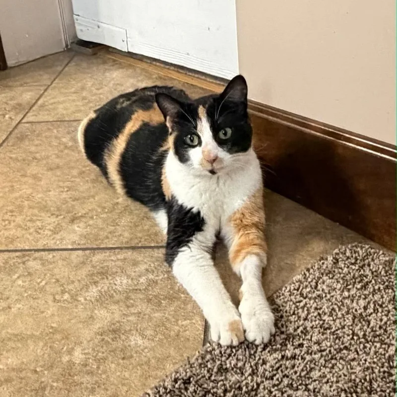 Momma Mia thumbnail 2