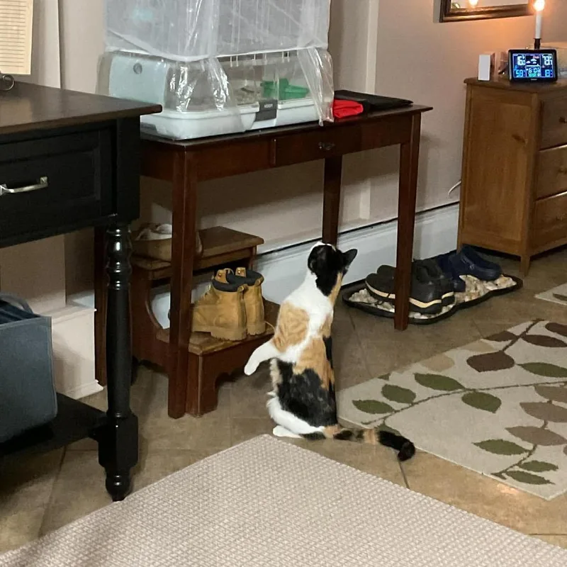 Momma Mia thumbnail 3