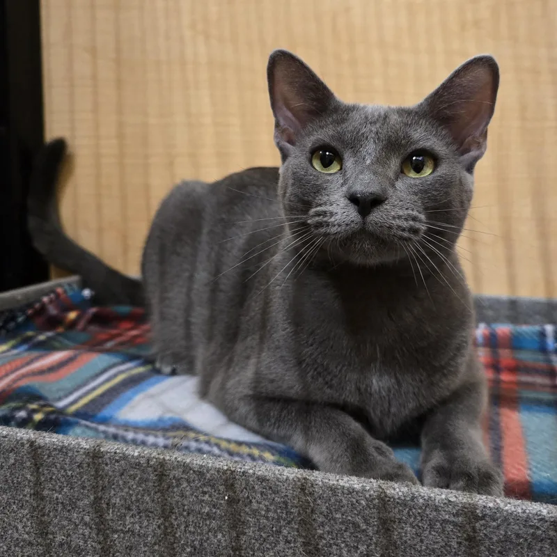 An adult medium-sized male Gray / Blue / Silver Domestic Short Hair cat named Greyson for adoption in Warr Acres, OK
