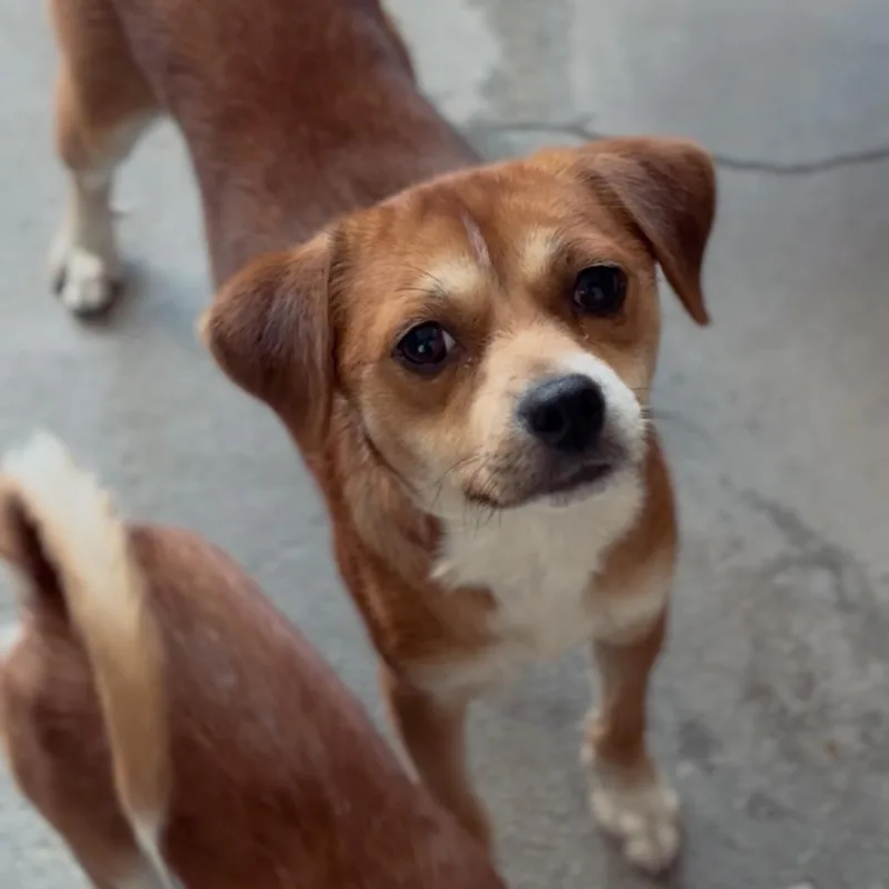 A young small-sized male Chihuahua dog named Chopper A for adoption in Mission Hills, CA