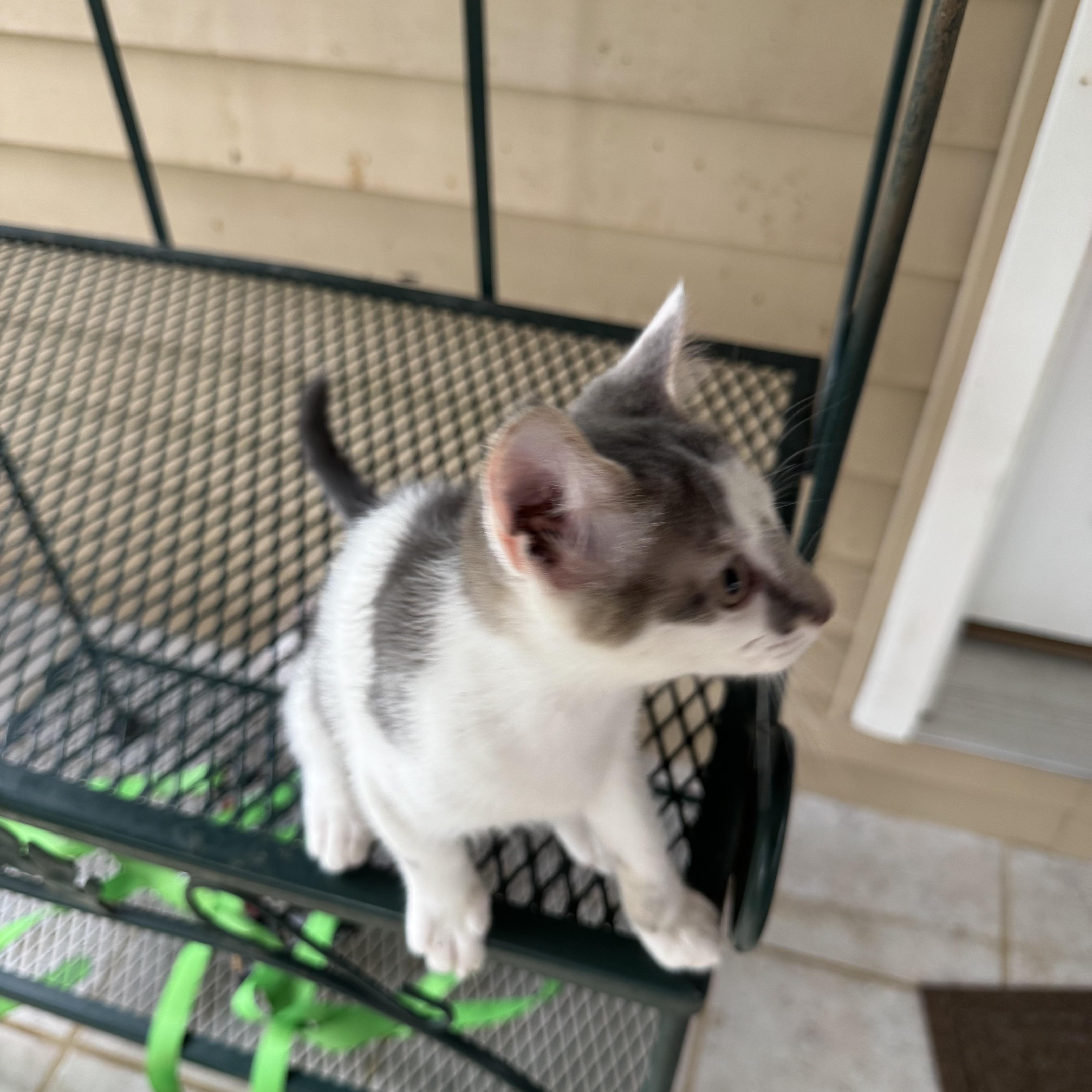 A baby medium-sized female American Shorthair cat named Squeeker for adoption in Greeneville, TN