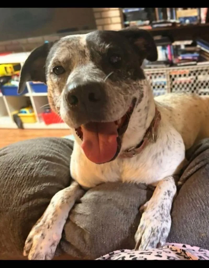 A young medium-sized male White / Cream Mixed Breed dog named Vada for adoption in BONIFAY, FL