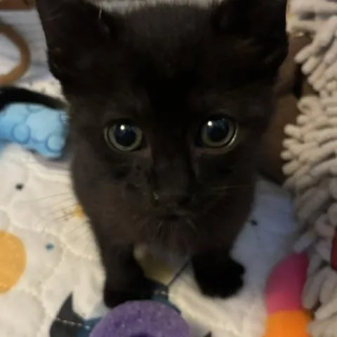A baby medium-sized female Black Domestic Short Hair cat named Miss Peacock for adoption in Hillsboro, OR