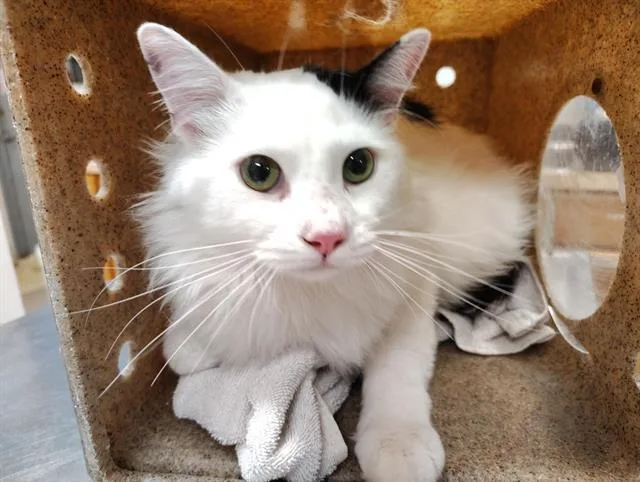 An adult large-sized male Domestic Medium Hair cat named Chrom for adoption in Albuquerque, NM