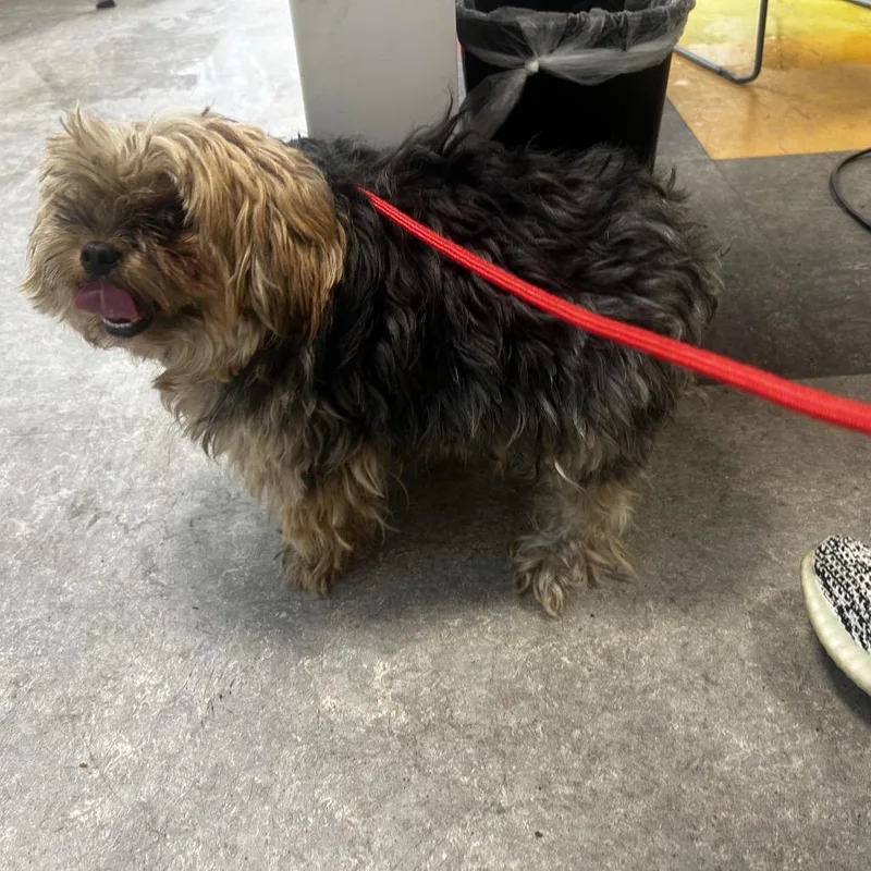 A senior small-sized male Yellow / Tan / Blond / Fawn Yorkshire Terrier dog named Puff for adoption in Philadelphia, PA