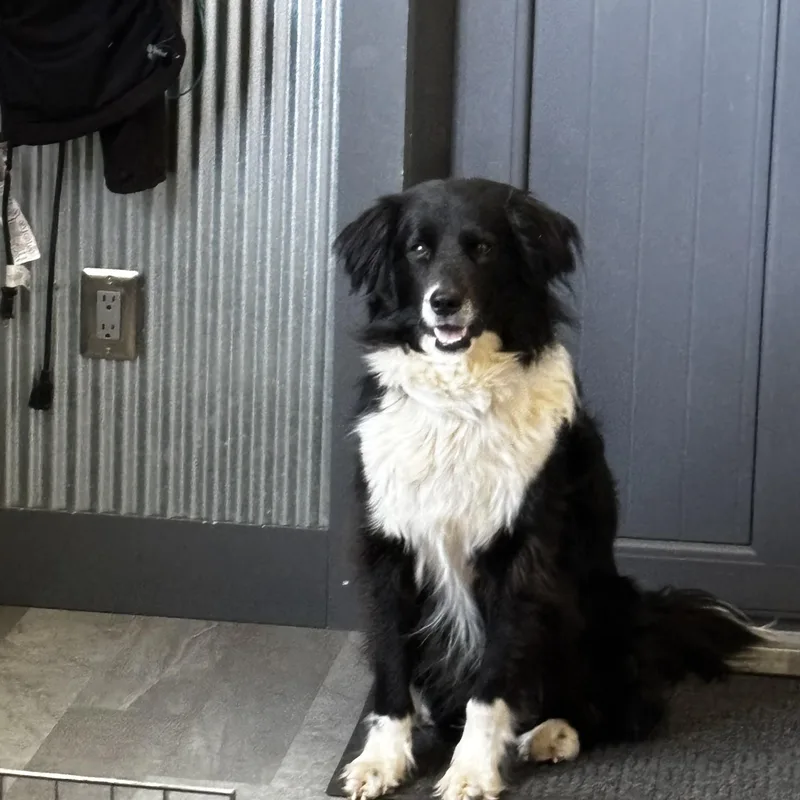 An adult medium-sized male Black Border Collie dog named Wiley for adoption in Culpeper, VA