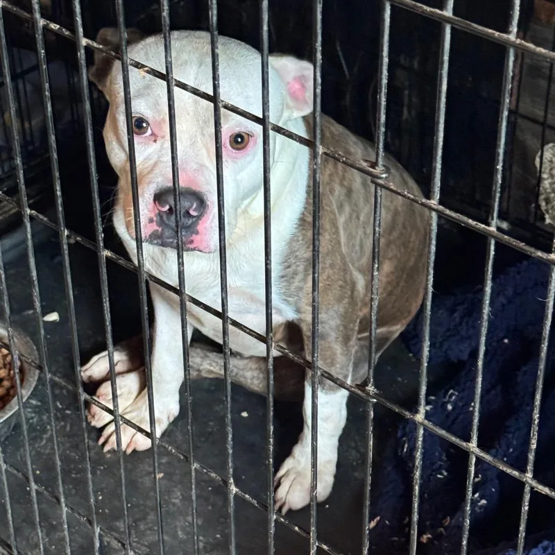 An adult medium-sized male Brindle Pit Bull Terrier dog named Louie for adoption in Anahuac, TX