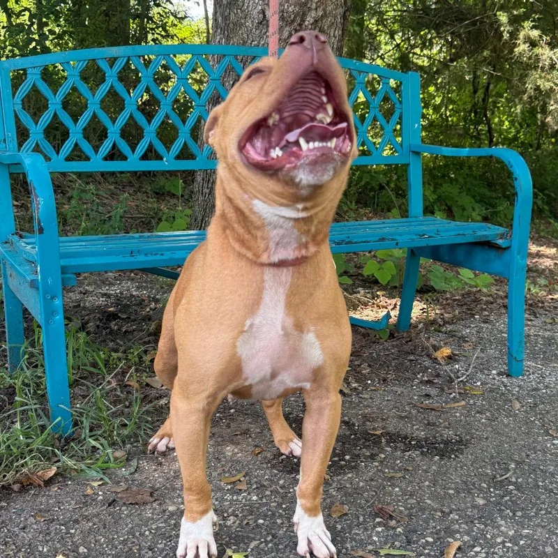 An adult medium-sized female Red / Chestnut / Orange Mixed Breed dog named Bizzy for adoption in Monroeville, AL