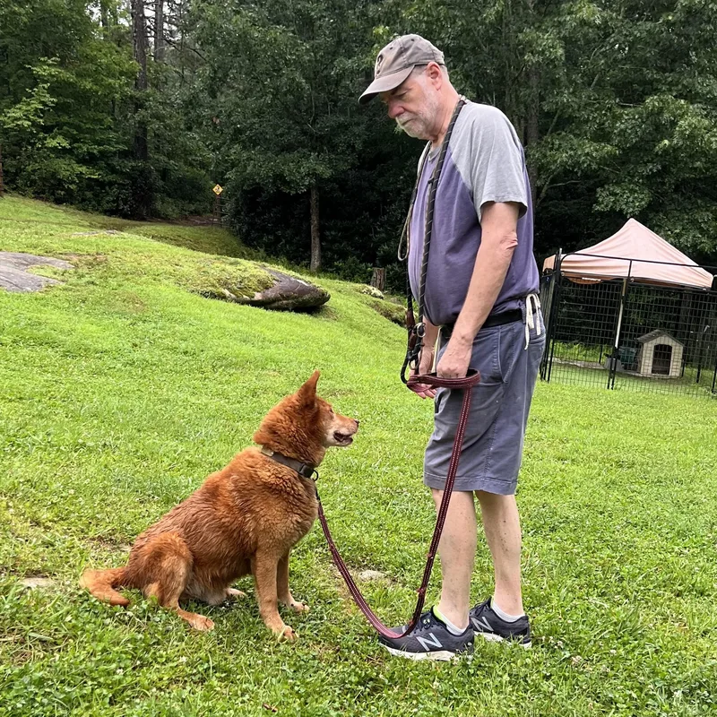 A senior medium-sized male Red / Chestnut / Orange Mixed Breed dog named Ace for adoption in Cedar Mountain, NC