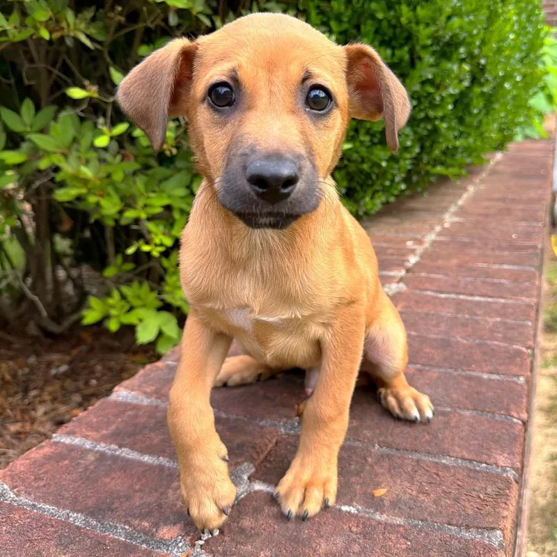 A baby medium-sized male Yellow / Tan / Blond / Fawn Mixed Breed dog named Apollo for adoption in Brownsboro, AL