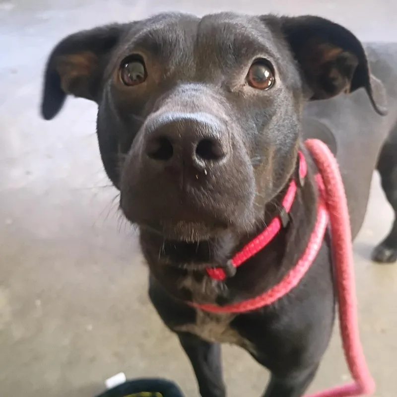 A young medium-sized female Black Mixed Breed dog named Beth for adoption in Fairfax Station, VA