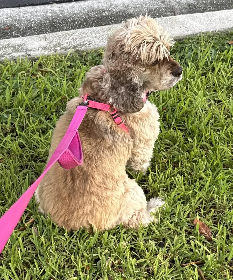 An adult medium-sized female Cocker Spaniel dog named Simba for adoption in Cape Coral, FL