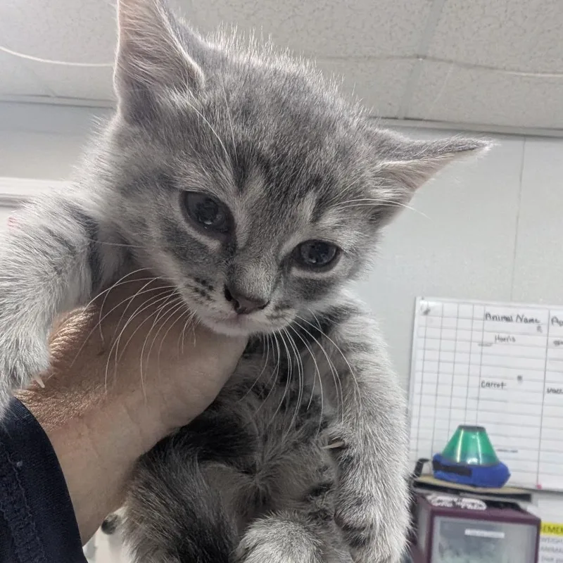 A baby small-sized female Gray / Blue / Silver Domestic Short Hair cat named Subaru for adoption in Marble, NC